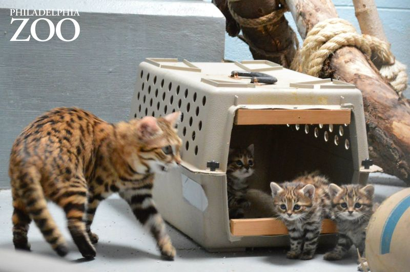 Illustration for article titled ZOMG UPDATE ON BABY BLACK-FOOTED DRAGON CATS